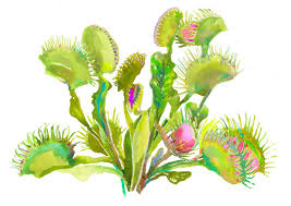 Venus Fly Trap Venus Fly Trap Floral Art Carnivorous Plants This is my fly trap, morticia. venus fly trap venus fly trap