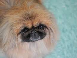 Check spelling or type a new query. Pekinas Plutas Lt