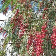 Schinus Molle 10 Seeds California Tree Pepper Pink Berries Small Tropical Tree Shrub Aromatic Leaves Houseplant Or Standard Deck Garden Pinturas