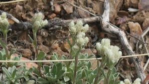 Image result for Hypoxis parvifolia