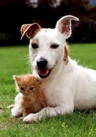 I M A Cat Person So Why Am I Jealous Of My Dog Owner Friends Cattime Animals Friendship Cute Animals Dog Friends