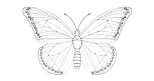 Kumpulan gambar sketsa kupu kupu. 1001 Keindahan Sketsa Gambar Kupu Kupu Terelengkap Dan Tekniknya