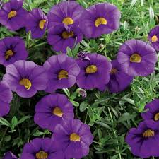 Image result for foto Million Bells