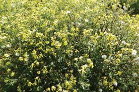 Image result for Senecio consanguineus