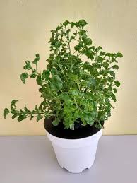 Jadi ada individu bernama afiq rahman telah kongsikan pengalaman beliau cara tanam bayam brazil yang hanya dibuat di rumahnya sahaja. Tanam Bayam Brazil Guna Keratan Batang Ni Cara Boleh Follow Keluarga