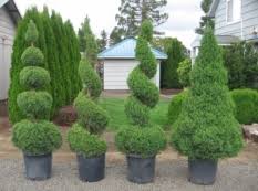 The texture of the alberta spruce is perfect either left to its own devices or shaped by a hand skilled at topiary. Can I Trim This Shrub Into A Spiral Shape Gardening Landscaping Stack Exchange