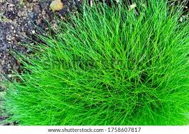 Huge collection, amazing choice, 100+ million high quality, affordable rf and rm images. Shutterstock Puzzlepix