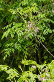 Image result for Meliaceae