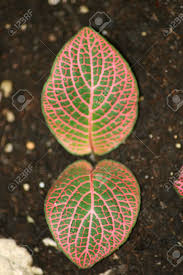 Nach der blüte entwickeln sich rote, orange oder purpurrote beeren als früchte. Zwei Grune Blatter Der Pflanze Mit Roten Adern Lizenzfreie Fotos Bilder Und Stock Fotografie Image 18482667