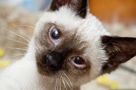 There are many causes for. Loss Of Balance In Cats Symptoms Causes Diagnosis Treatment Recovery Management Cost