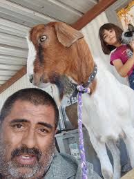 Attention stock contractors in Amarillo, TX area