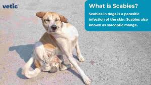 Image result for scabies dogs detail