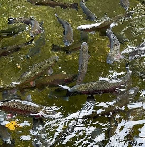 Bonneville Hatchery - All You SHOULD Know Before Going (2026 Reviews)