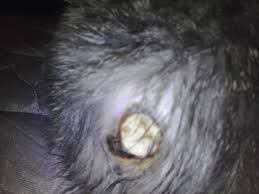 Getting the best bb gun for either teaching your child how to shoot, chasing squirrels, or just having the best bb gun means having fun shooting as well as pest control. Kitten Shot With Bb Gun Infected Gangrene Possibly Warning Graphic Pics Thecatsite