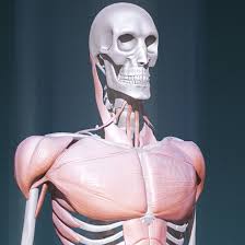 Jan 20, 2018 · a woman's chest — like the rest of her body — is covered with skin that has two layers. Artstation The Human Figure Male Anatomy Chest Study Adrian Azadvaten