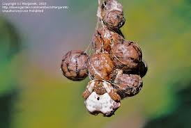 Celaenia excavata, of new zealand. Bug Pictures Bird Dropping Spider Celaenia Excavata By Margaretk