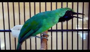 Burung ini tersebar di seluruh semenanjung malaya, sumatra, kalimantan, natuna, jawa dan bali. Cara Memaster Burung Cucak Ijo Dengan Benar