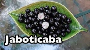 As fruits go, this one is pretty remarkable. All About Jaboticaba The Tree Grape From Brazil Youtube