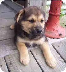 Maybe you would like to learn more about one of these? Mcarthur Oh German Shepherd Dog Meet Mary May A Pet For Adoption