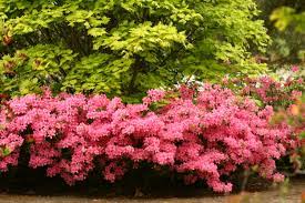 Bitte keine kommerziellen, anonymen und unpassenden mitteilungen, diese werden gelöscht. Rhododendron Deutsche Rhododendron Gesellschaft E V