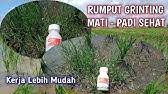 Awal mula rumput grinting adalah tumbuhan pantai yang saat ini perkembangannya telah menyebar ke berbagai tempat sampai dengan persawahan. Suket Grinting Atau Rumput Bermuda Bermuda Grass Cynodon Dactylon Youtube