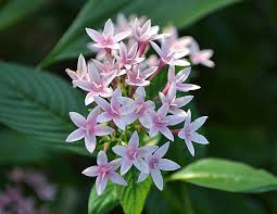 Pink Penta Bloom Little Garden Bloom Plants
