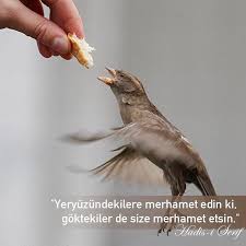Hadis Merhamet Hayvan Haklari Resimler Hayvan