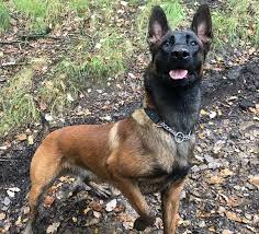 The malinois, the groenendael, the tervuren, and the malinois originated near the town of malines several centuries ago, though the. Belgian Malinois Breed Information Guide Facts And Pictures Bark