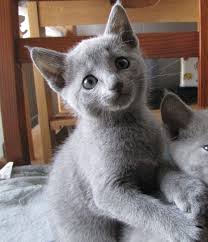 Russian Blue Kittens For Sale Price English Vinglish Movie Poster Russian Blue Kitten Russian Blue Blue Cats