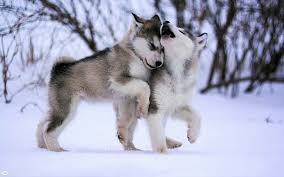 We did not find results for: Hd Wallpaper Dogs Husky Animal Baby Animal Cute Puppy Siberian Husky Wallpaper Flare