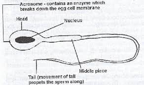 It was the most exciting ride ever! 2001 Waec Biology Theory I Draw And Label The Human Sperm Cell Ii State Where The Sperm Cell Is Myschool