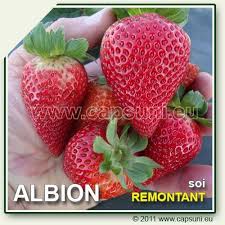 Capsuni Albion Soi Remontant Stoloni Frigo