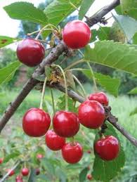 This heavy producer of excellent sour cherries is also highly prized for. 48 Cherry Health Benefits Ideas Health Cherry Tart Tart Cherry Juice