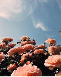 It's always the small pieces that make the big picture! Cast Profile Photos Ideas Flower Wallpaper Flower Backgrounds Flower Aesthetic