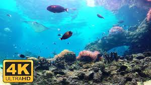 4k Coral Reef Aquarium 3 Hours Best Relax Music Sleep Music 4k Aquarium Screensaver Coral Reef Aquarium Reef Aquarium Aquarium Screensaver