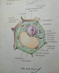 How to draw plant cell step by step. May U Please Help Me In Drawing The Diagram Of Plant Cell By Hand Please Draw It For Me And Don T Brainly In