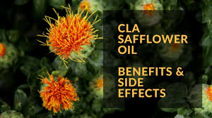 cla safflower oil benefits and side