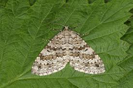 Image result for Entephria caesiata