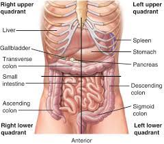 The four quadrants are the four different types of anatomical terms allow health care professionals to accurately communicate to others which part of. Medical Dictionary Human Anatomy And Physiology Emt Study