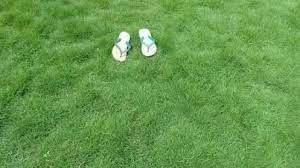 Cara menanam padi jepang japonicum koshihikari. Cara Merawat Rumput Jepang Yang Baru Ditanam Agar Selalu Hijau Ilmubudidaya Com