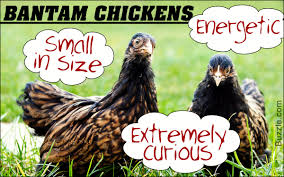 Check out our bantam chickens selection for the very best in unique or custom, handmade pieces from our riding & farm animals shops. Everything You Need To Know About Raising Bantam Chickens Animal Sake