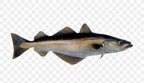 Smaller fish are found in rivers and streams and larger fish are found in the ocean and estuaries (pender, 1996; Semillon Pollack Pollock Fish Seafood Png 1160x667px Pollack Anchovy Barramundi Bony Fish Capelin Download Free