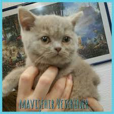 Iste Bir Minik Daha Kedi Guzelkedi British Britishshorthair Guzel Kediler Kedi Hayvan