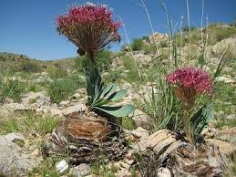 Image result for Boophone