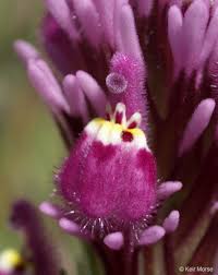 Image result for Ottelia exserta