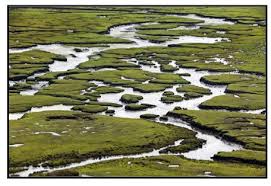 peat bogs: one of nature's important
