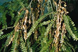 Leaf spot diseases of trees. Japanese Pagoda Tree Plant Britannica