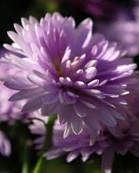 Aster Aster Is The September Birth Flower Description From Pinterest Com I Aster Flower Birth Flowers Flower Pictures