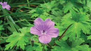 Image result for Pelargonium graveolens