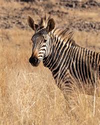 Can you answer the currency of the country? Wild And Free Foundation Where Do Zebras Live Zebras Are Widely Distributed In Large Regions Of Southern And East Africa Where The Treeless Grass And Savannah Landscape Ecosystems Are Their Preferred